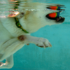 attività-in-piscina-per-cani-fabriano